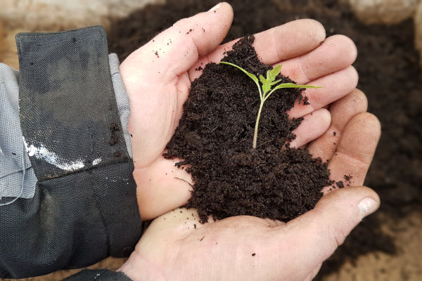 Hände halten Erde mit einem kleinen grünen Pflänzchen