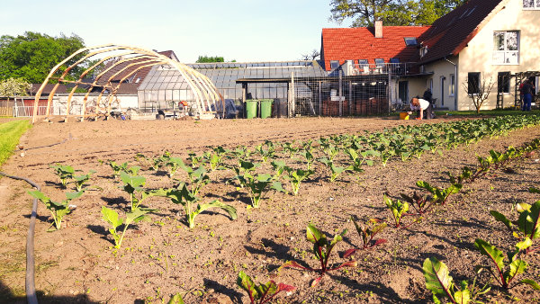 Gemüsebeet mit jungen Pflanzen vor einem Gebäude, im Hintergrund arbeiten Menschen im Garten